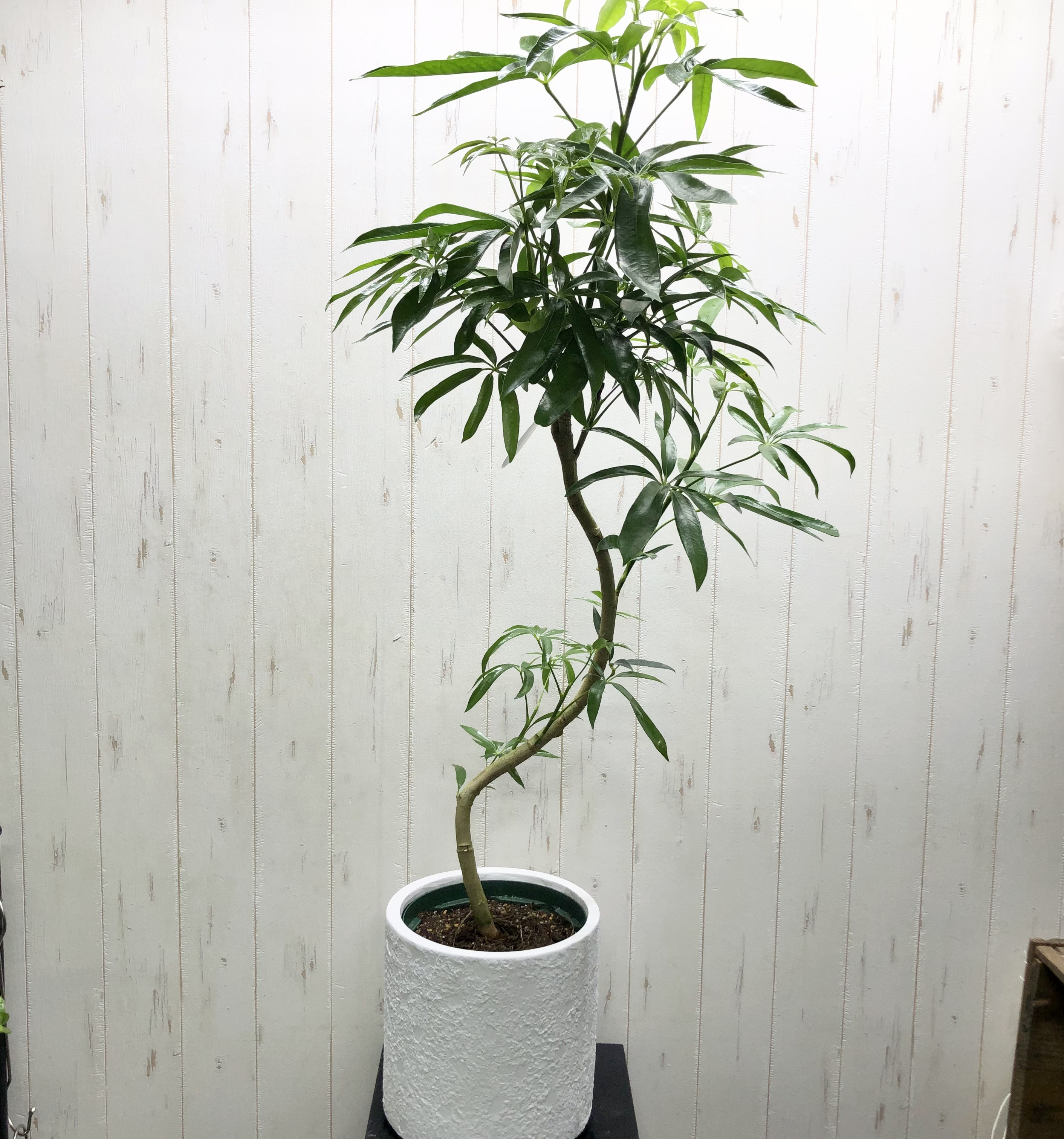 光触媒 人工観葉植物 フェイクグリーン シェフレラアンガス