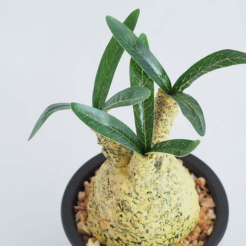 特価‼️グラギリス　コレクション株　コーデックス早い物勝ち‼️ Yahoo!オークション - 特選超美株 パキポディウム グラキリス 鉢付き