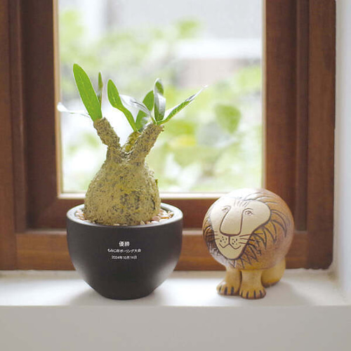 塊根植物｜パキポディウム グラキリス 7号 No.1【THE GOOD