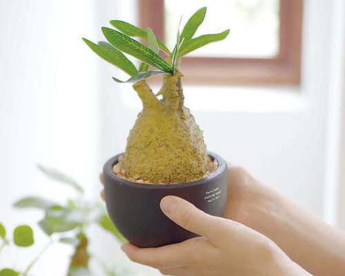 塊根植物・コーデックス banksy Championのクリエイターコラボプロジェクト第5弾はコーデックス