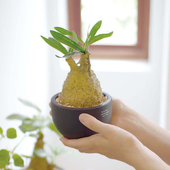 塊根植物・コーデックス Collector coming soon #TheCaudexMan #TheFigurePlants #BizarrePlants #3DCG