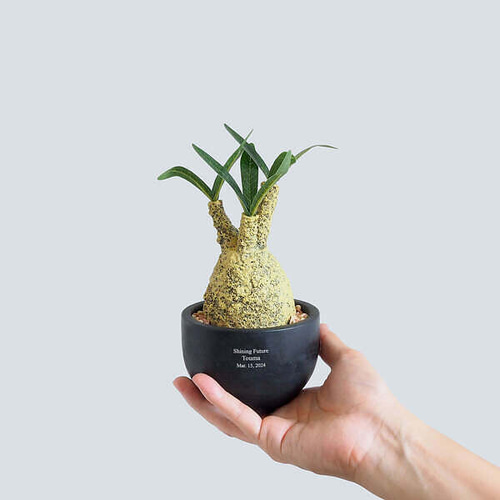 グラキリス 塊根植物 コーデックス 名入れ】CT触媒コーデックス グラキリス ごつごつとしたユーモラスな姿
