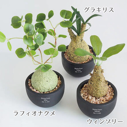 名入れ】CT触媒コーデックス グラキリス ごつごつとしたユーモラスな姿