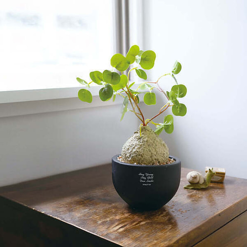 名入れ】CT触媒コーデックス ラフィオナクメ ごつごつとした