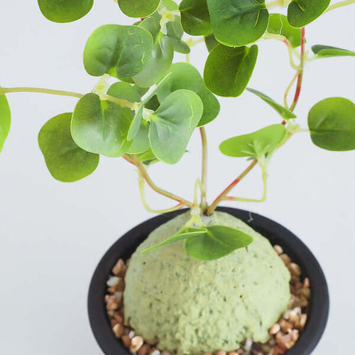 ラフィオナクメ　ベルチナ　巨大　塊根植物 楽天市場】消臭アーティフィシャルグリーン ポット