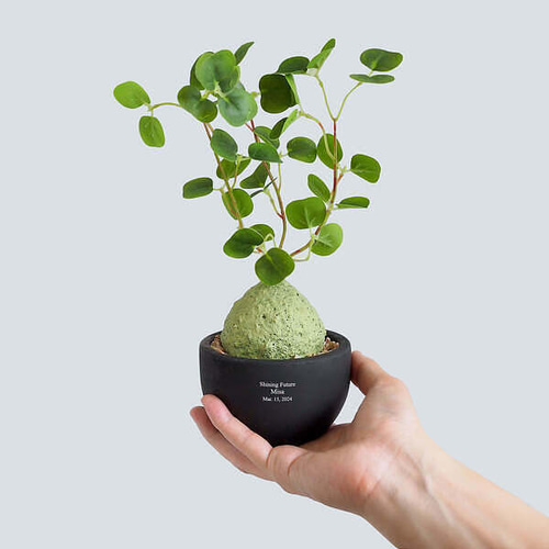 ラフィオナクメベルチナ巨大塊根植物