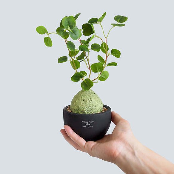 ラフィオナクメ　ベルチナ　巨大　塊根植物 ラフィオナクメベルチナ巨大塊根植物