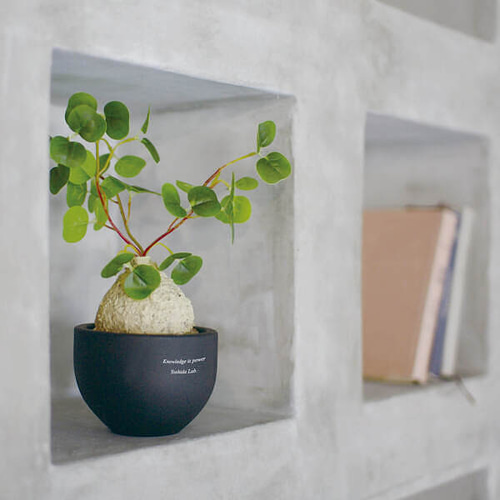 名入れ】CT触媒コーデックス ラフィオナクメ ごつごつとしたユーモラス