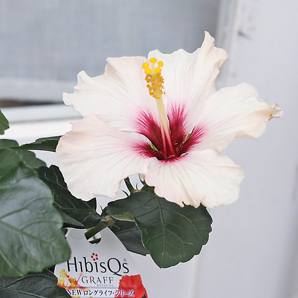 鉢花 ハイビスカス ニューロングライフ ライトピンク プチ