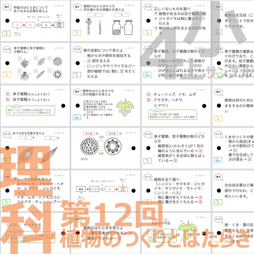 中学受験 暗記カード【4年生向け 理科上下 生物全セット】植物,動物 中学受験 暗記カード【4年生向け 理科上下 生物全セット】植物
