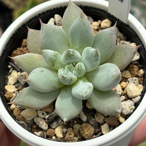 人気レア品種！☆雪蜂 多肉植物 自家繁殖 国産 多肉植物 美✴︎taniku