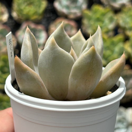 人気レア品種!☆白くま 多肉植物 自家栽培 国産 多肉植物 美 人気レア品種!☆白くま 多肉植物 自家栽培 国産 多肉植物 美