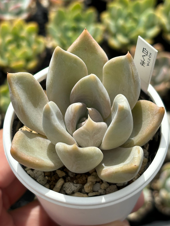 人気レア品種!☆白くま 多肉植物 自家栽培 国産 多肉植物 美 人気レア品種!☆白くま 多肉植物 自家栽培 国産 多肉植物 美