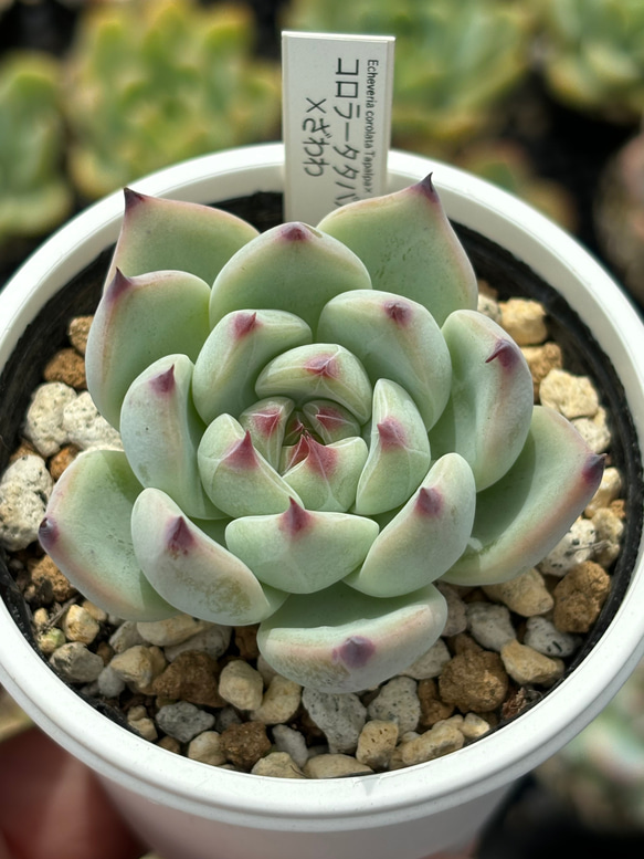 人気レア品種！☆コロラータタパルパ×ざわわ 多肉植物 自家栽培 国産