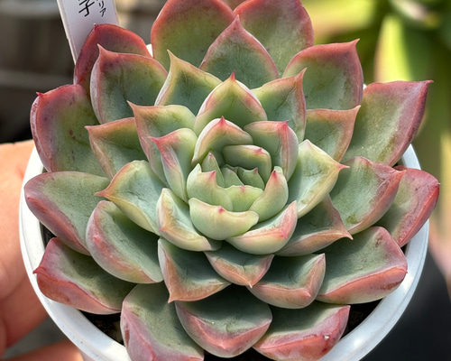 さくらこ様　多肉植物棚　NT- B4 送料関税無料】 多肉植物棚 さくらこ様 NT-B4 Web | （多肉屋