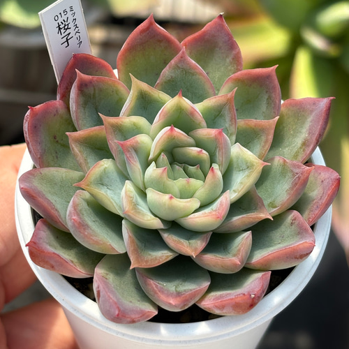 多肉植物 赤い子♡ラスト！ 多肉植物 赤い子♡ラスト！ 【公式通販】