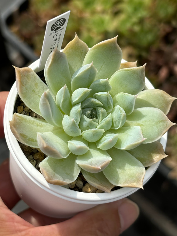 アロエ 実生 ネオペッキー×ヘミンギー 多肉植物 オリジナルラベル付き
