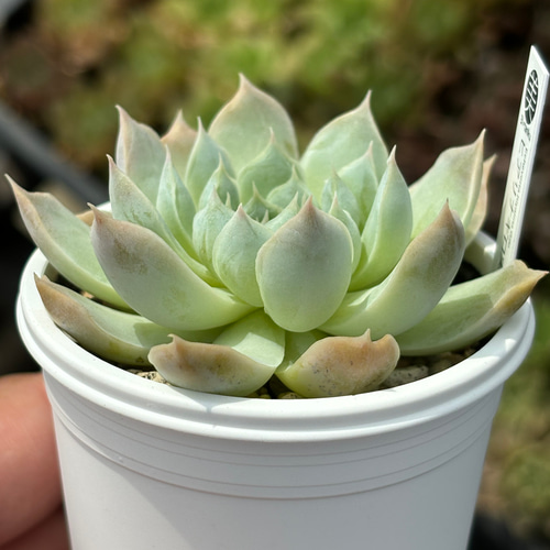 アロエ ペッキー×ヘミンギー ペッキー×ヘミンギー ペキヘミ アロエ