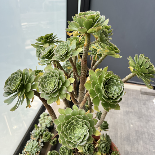 多肉植物 カット3苗 アエオニウム カナリエンシス 多肉植物 nana-shops