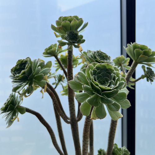 多肉植物 カット3苗 アエオニウム カナリエンシス 多肉植物 nana-shops