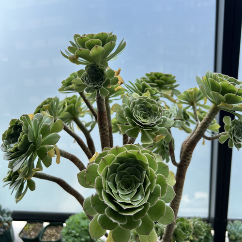 多肉植物 カット3苗 アエオニウム カナリエンシス 多肉植物 nana-shops