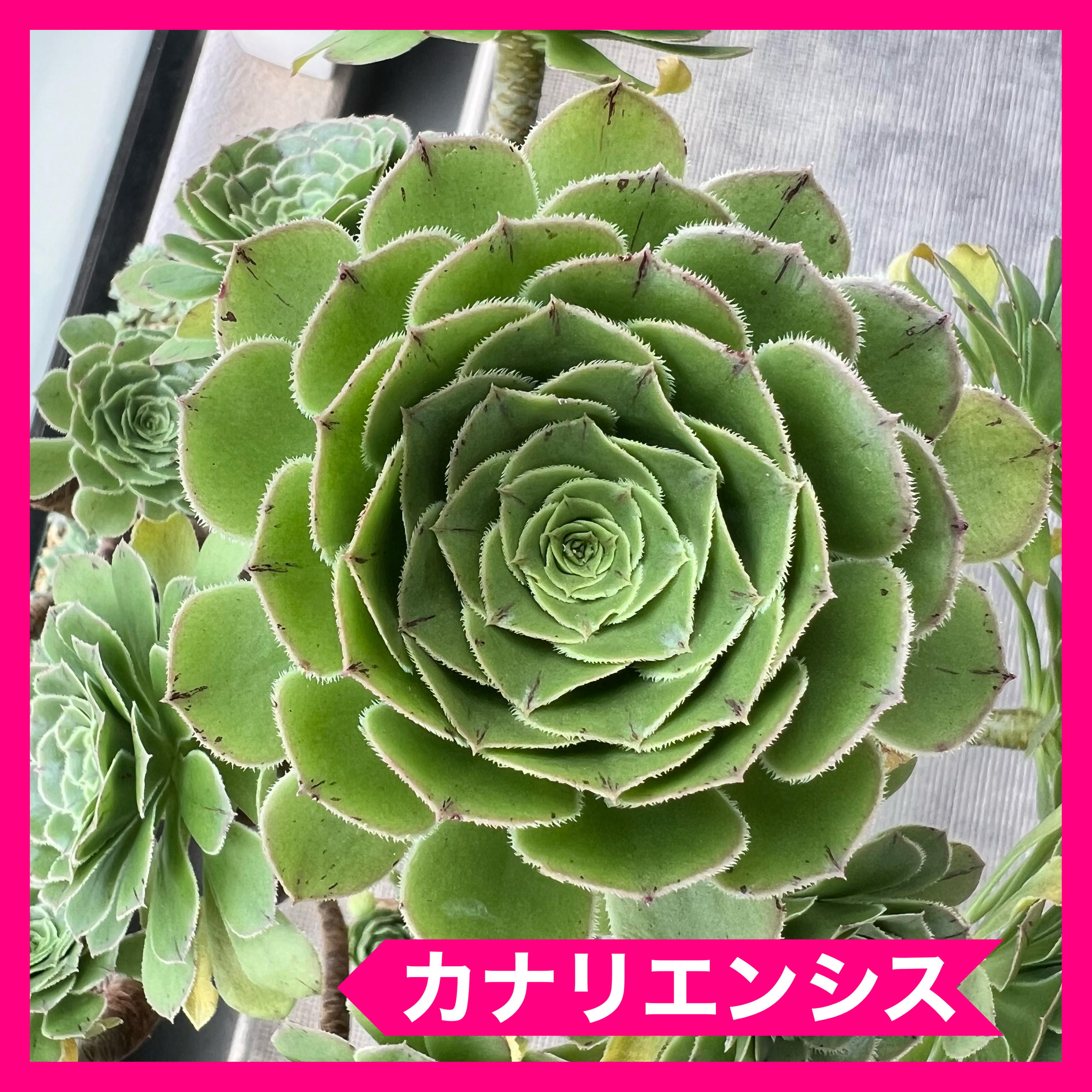多肉植物。 アエオニウム艶姿法師錦抜き苗4頭 - メルカリ