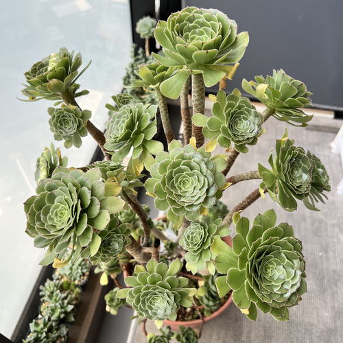 #多肉植物❤️アエオニウム❤️カナリエンシス❤️1大頭8小頭16cm拔き苗 多肉植物 カット3苗 アエオニウム カナリエンシス 多肉植物 nana