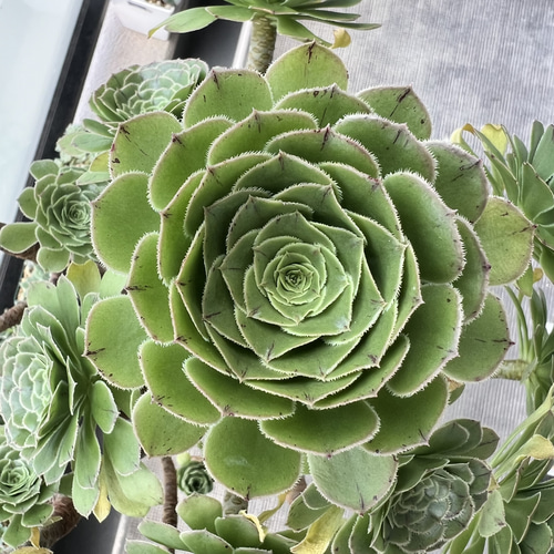 メアリーアンクンケル 多肉植物 アエオニウム メアリーアンクンケル 多肉植物 アエオニウム
