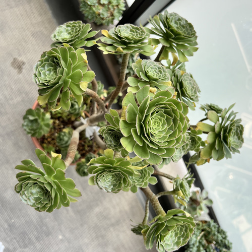 多肉植物 カット3苗 アエオニウム カナリエンシス 多肉植物 nana-shops