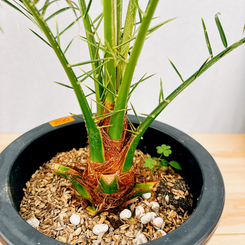 フェニックス・ロベレニー 2本立ち 鉢付き 鉢皿サービス 南国インテリ