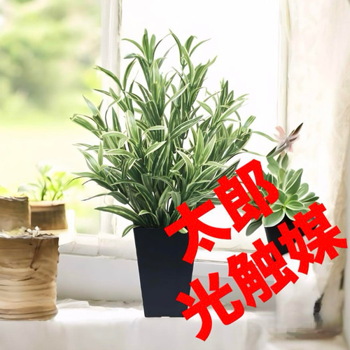 光触媒 人工観葉植物 ウォールグリーン フェイクグリーン 光触媒 人工観葉植物 ウォールグリーン フェイクグリーン