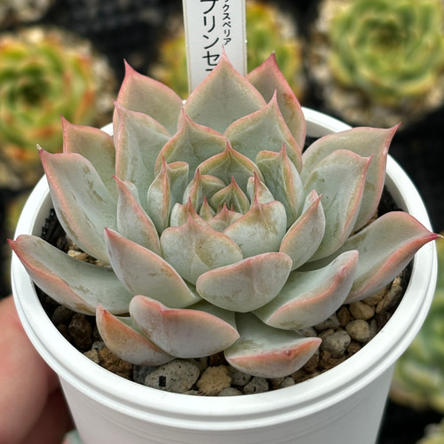 人気レア品種！☆プリンセスティアラ 多肉植物 自家栽培 国産