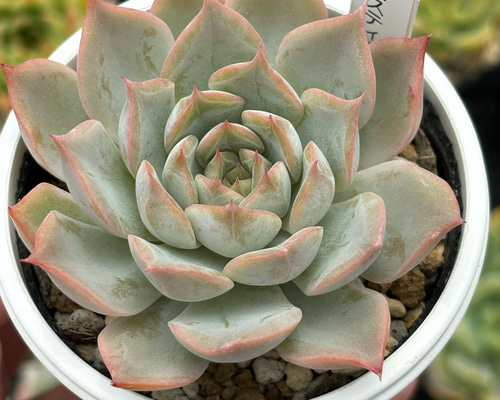 多肉風月苗　リンテンティカ　希少 人気レア品種！☆プリンセスティアラ 多肉植物 自家栽培 国産 多肉植物