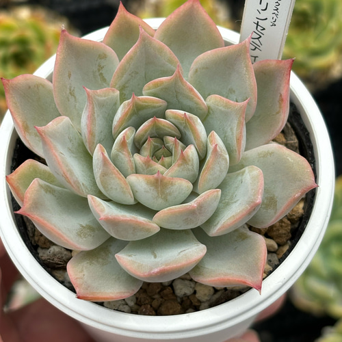 人気レア品種！☆プリンセスティアラ 多肉植物 自家栽培 国産