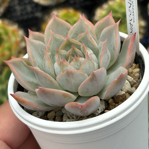 人気レア品種！☆プリンセスティアラ 多肉植物 自家栽培 国産 多肉植物