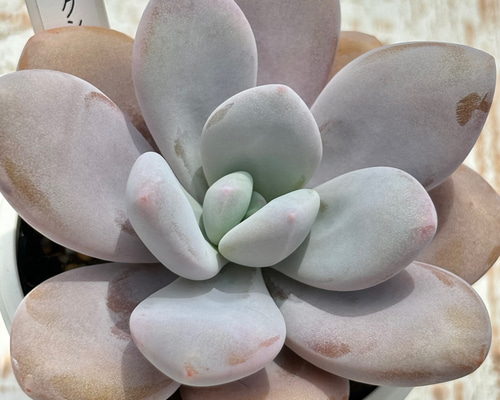 超レア品種！☆丸葉ピンクシフォン（国産）多肉植物 自家繁殖 多肉植物