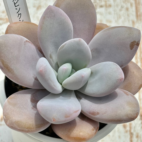 超レア品種！☆丸葉ピンクシフォン（国産）多肉植物 自家繁殖 多肉植物