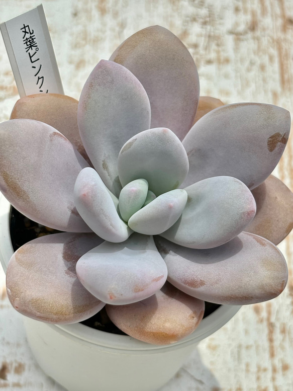 超レア品種！☆丸葉ピンクシフォン（国産）多肉植物 自家繁殖 多肉植物