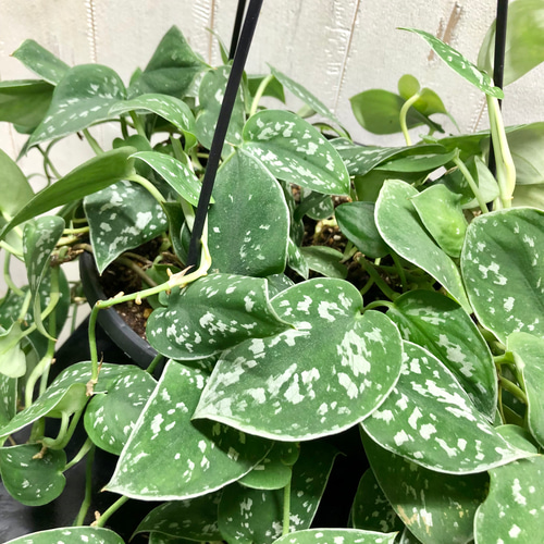 シルバー迷彩 Scindapsus pictus スキンダプサス 7号吊り鉢