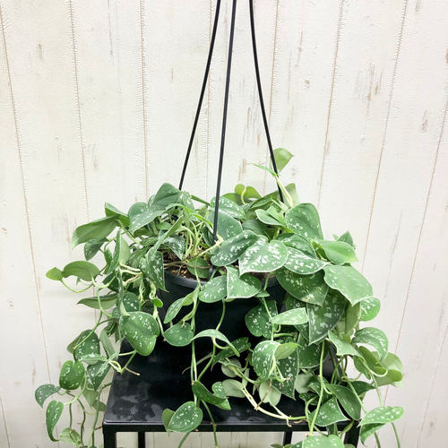 (専用商品)スキンダプサス　シルバーメタリック バクダパティ　A1 専用商品)スキンダプサス シルバーメタリック バクダパティ A1 楽天