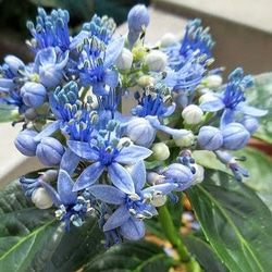 ハニーサックル ゴールデン 挿し穂 15cm 2本 その他素材 mofrin 通販