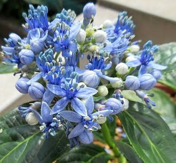 常山アジサイ 挿し穂 15cm 2本 その他素材 mofrin 通販｜Creema 