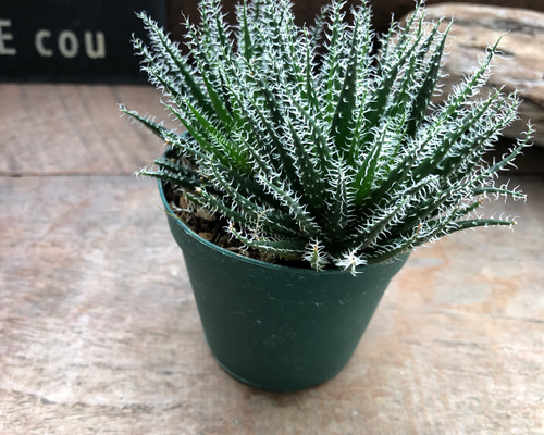 アロエ♡ハオルチオイデス♡世界最小♡多肉植物♡ アートフラワー パリ