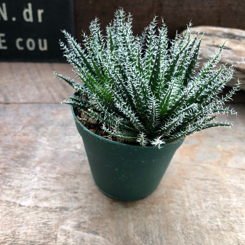 アロエ♡ハオルチオイデス♡世界最小♡多肉植物♡ アートフラワー パリ