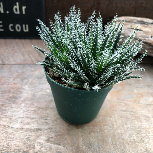 アロエ♡ハオルチオイデス♡世界最小♡多肉植物♡ アートフラワー パリ