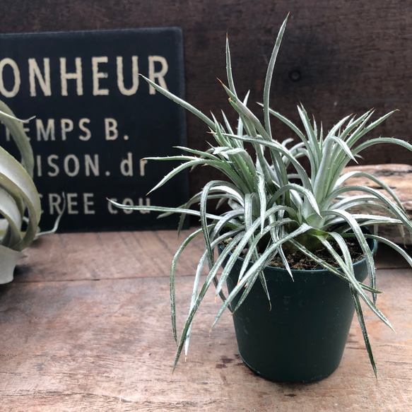 ディッキア ソミスライツ Dyckia Somis Lights 【公式通販】