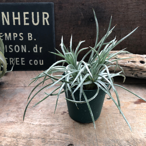 ディッキア♡コリスタミネア♡Dyckia choristaminea♡細長い葉 アート