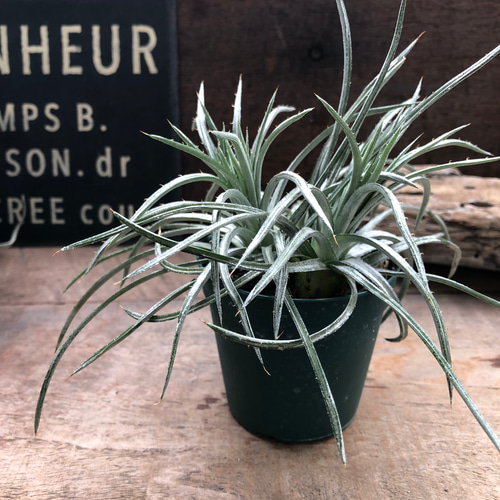 ディッキア 厳つく Dyckia argentea affinis (mezii) ⑵