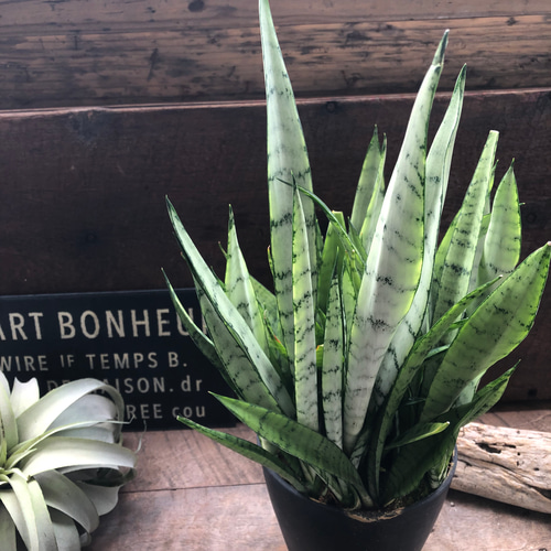 シルバープリンセス　サンスベリア @2 サンスベリア・シルバープリンセス / 盆栽、多肉植物、塊根植物、観葉