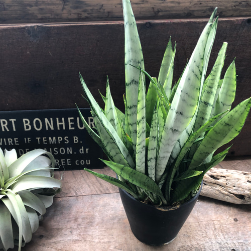 希少♡シルバープリンセス♡サンスベリア♡空気清浄の観葉植物 アート